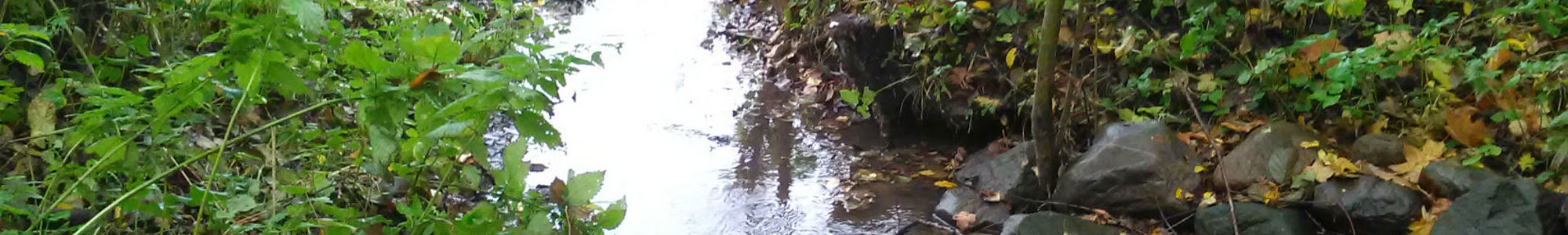 Ringsted Water Stream Nature Forest